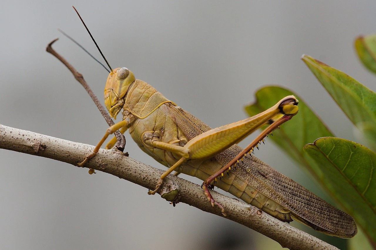 Шегірткемен күреске қосымша қаржы бөлінді