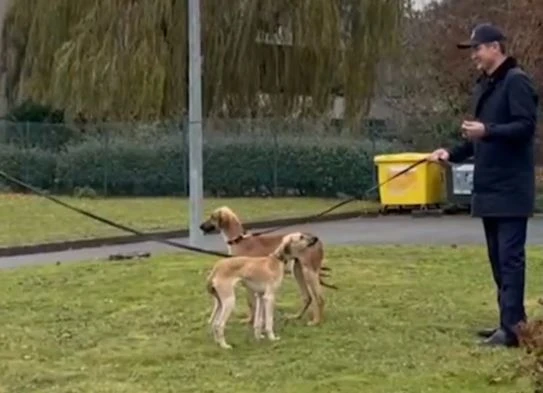 Қазақы тазы сыйлады