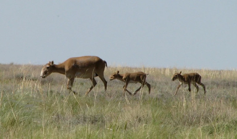 Киікті атқан кім?