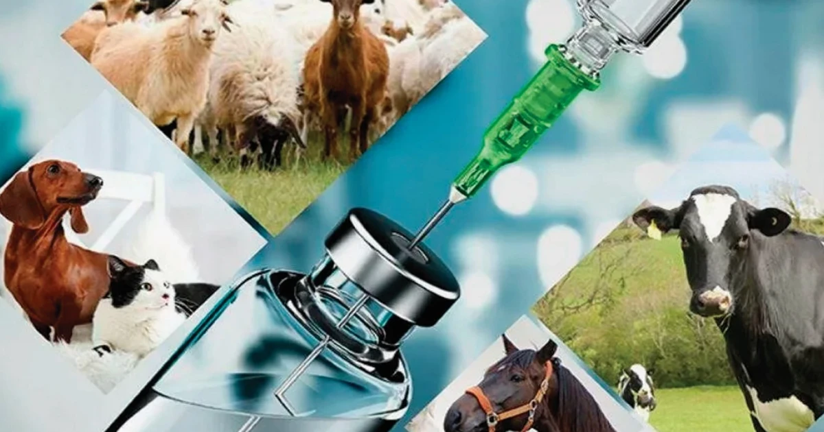 Лесби аяқ фетиш порно