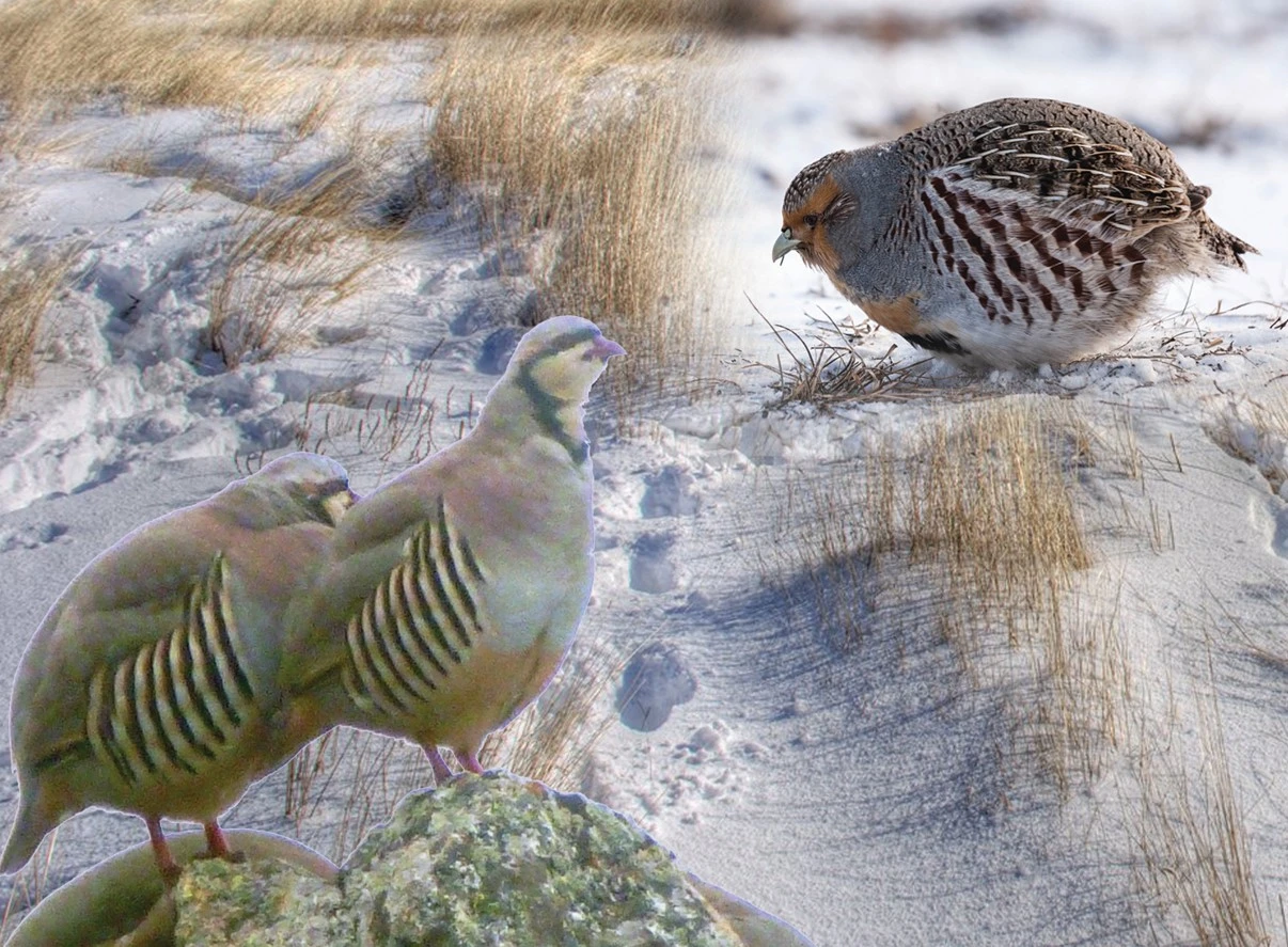 Тарғыл кекілік тағдыры не болмақ?