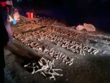 Полицейлер Орал қаласында 600-дей киік мүйізін тәркіледі