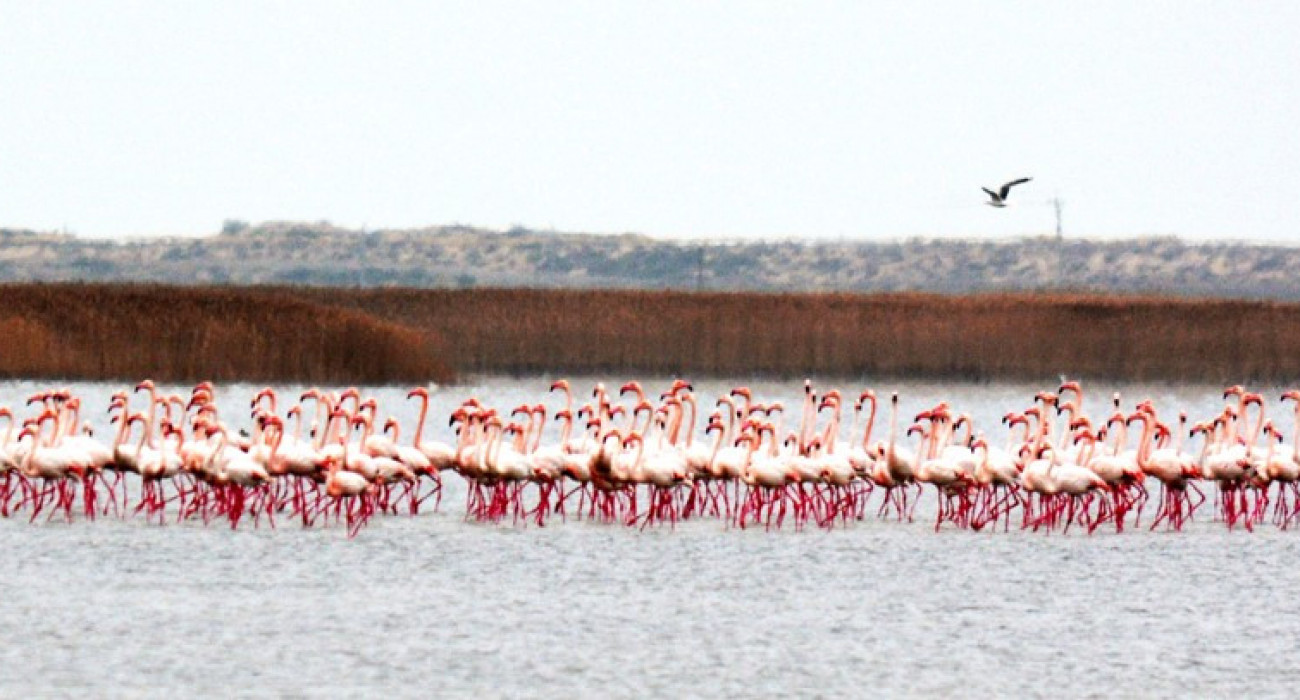 Марина Фидулкин порно