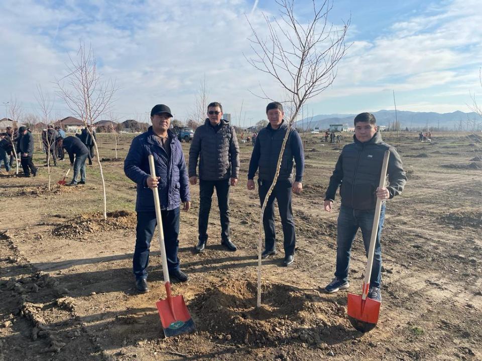 Сая болатын көшеттер