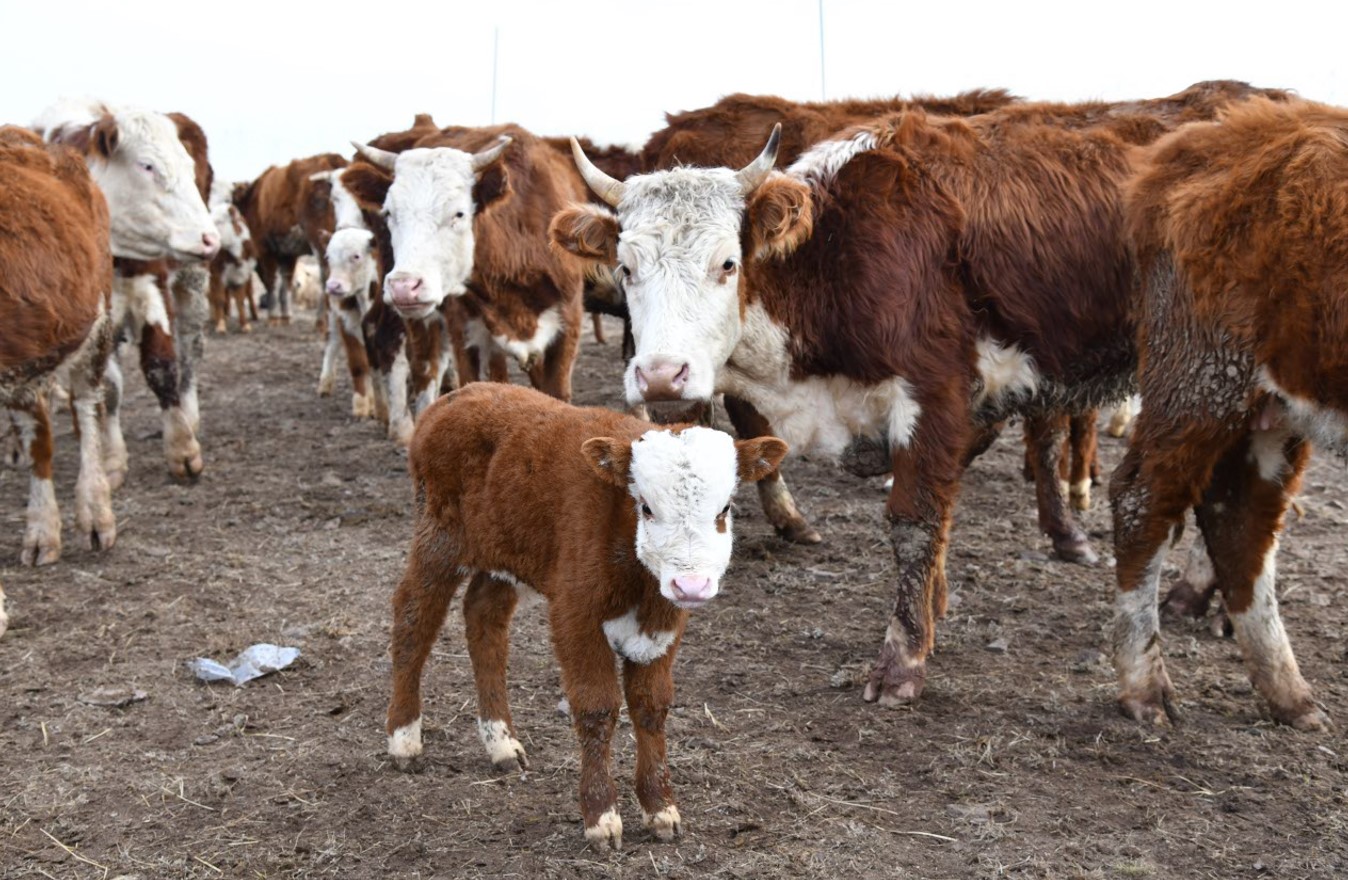 Қазақстанда мал ауруы 51%-ға төмендеді