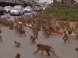 Таиландтағы туристік қаланы құтырған маймылдар басып алды