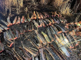 Атырау облысында жарты тоннаға жуық бекіре тәркіленді