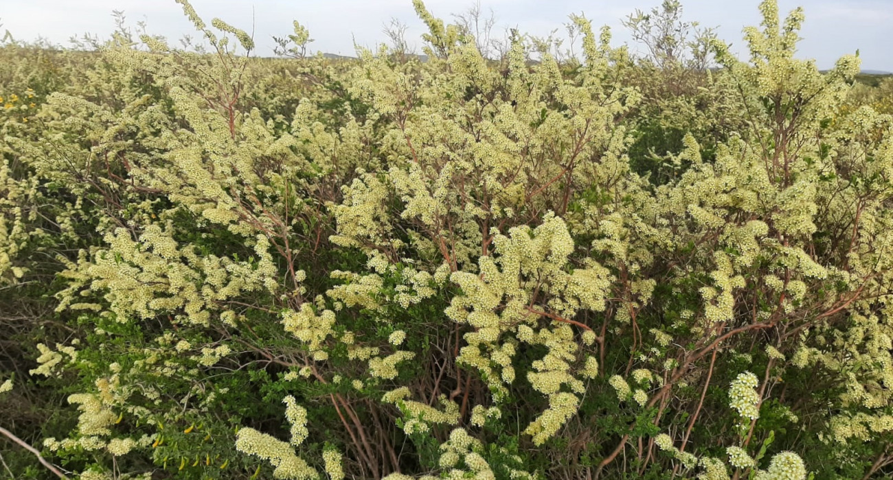 Итальяндық толық метражды ретро порно