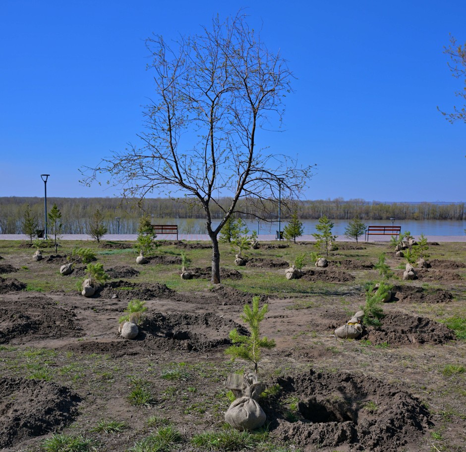 Керекуліктер жаппай көшет екті