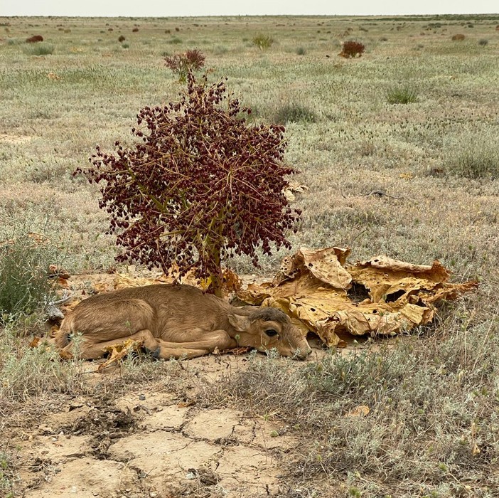 Бетпақдалада киік өрді