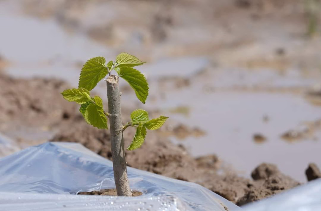 Жібек өндірісі жанданады