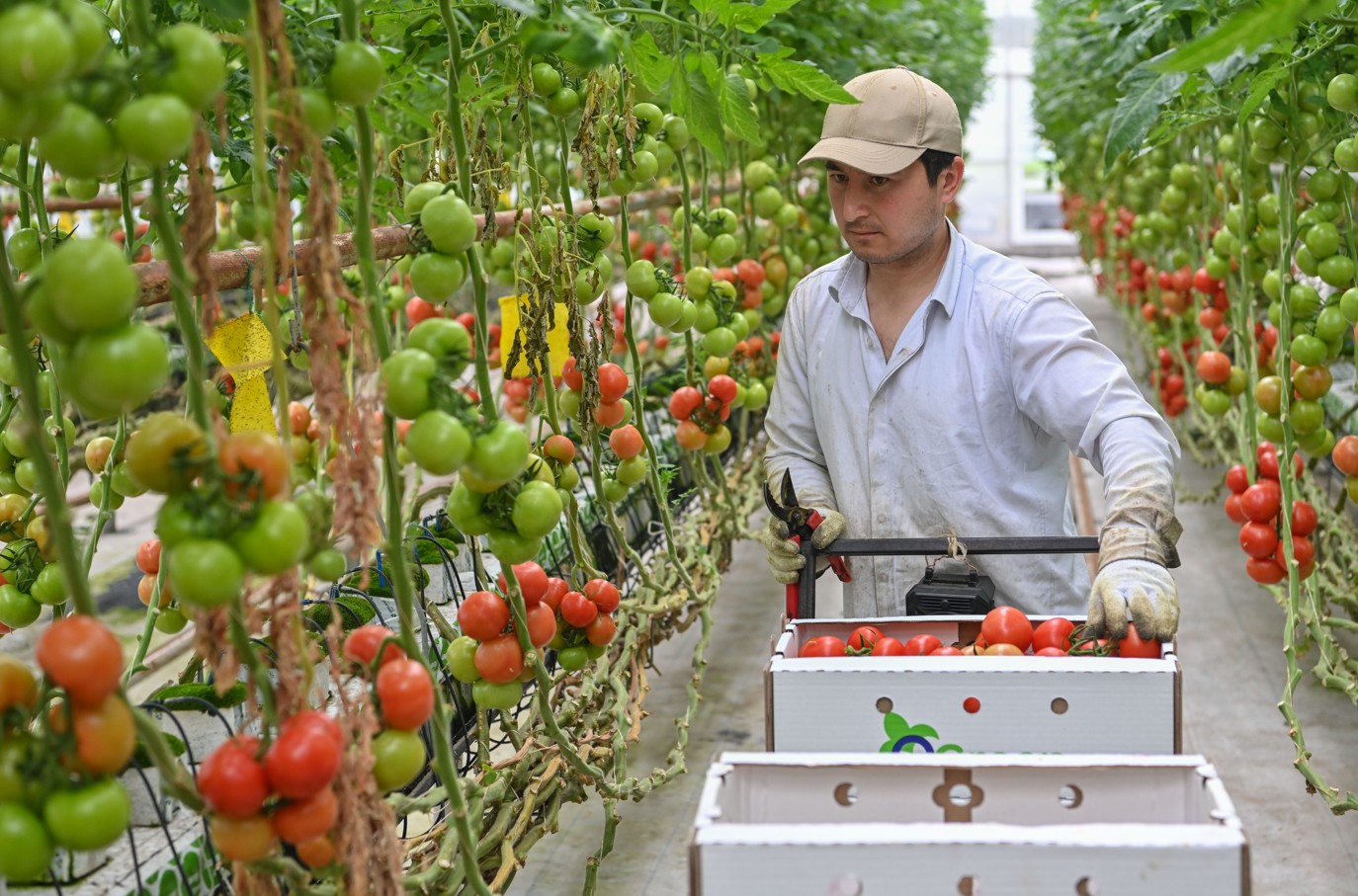 Бас қаланы көкөніспен қамтитын жылыжай