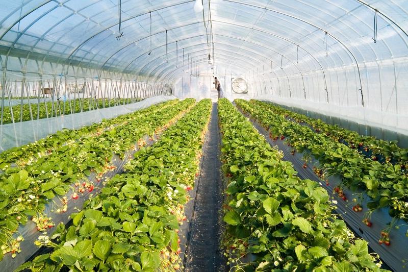 Жылыжай жайы сөз болды