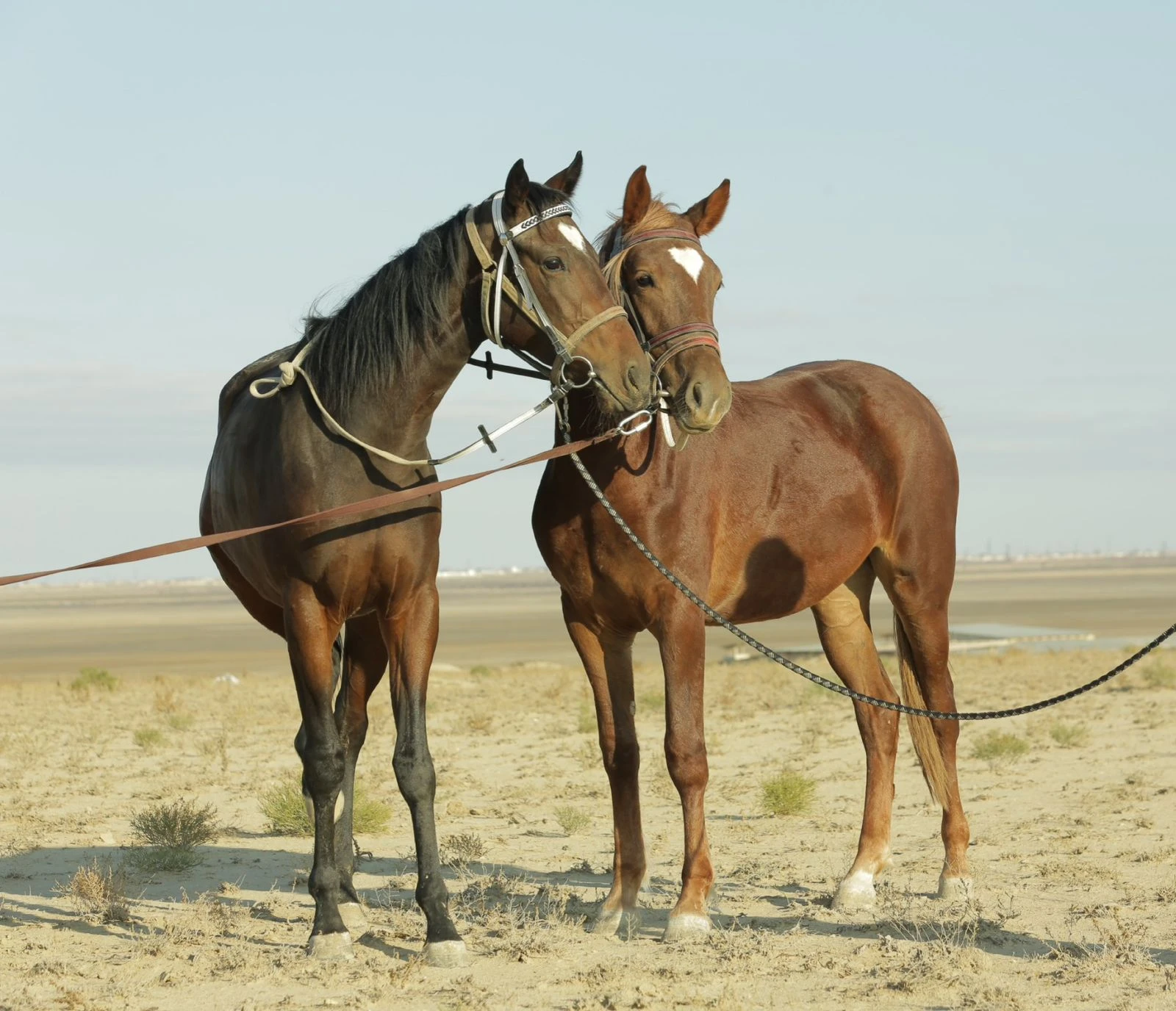 Жылқы шаруашылығы институты құрылады