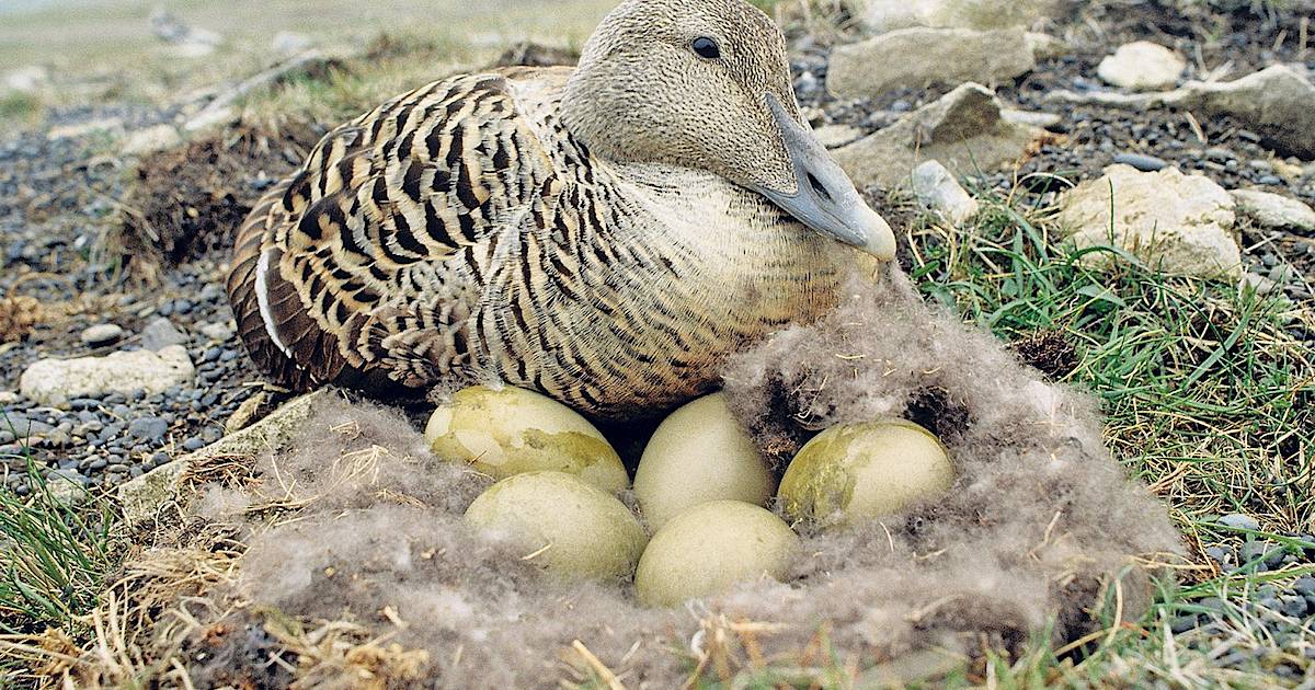 Ғалам ғажаптары: Ең қымбат мамық