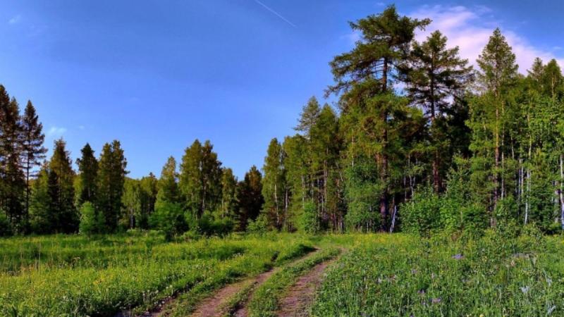 Орман шаруашылығын дамытуға жауапкершілік қажет