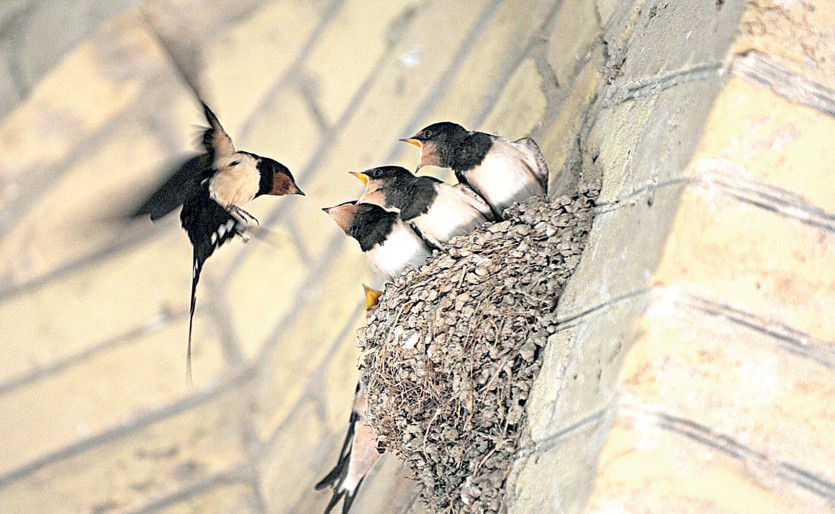 Ұя бұзған оңбайды