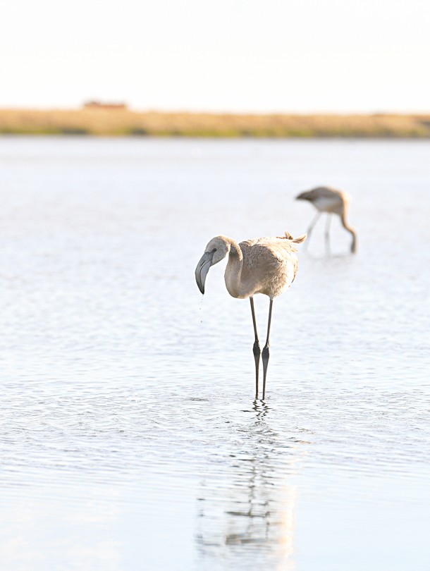 Қорғалжын қоқиқаздары