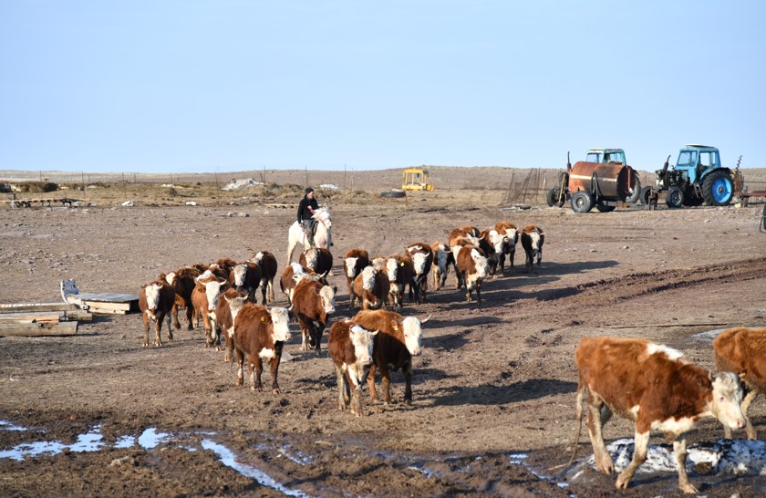 Асыл тұқымды түлік: Аз ба, көп пе?