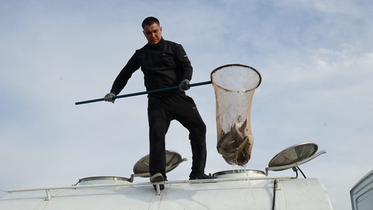 Қара Ертіске бекіре жіберілді