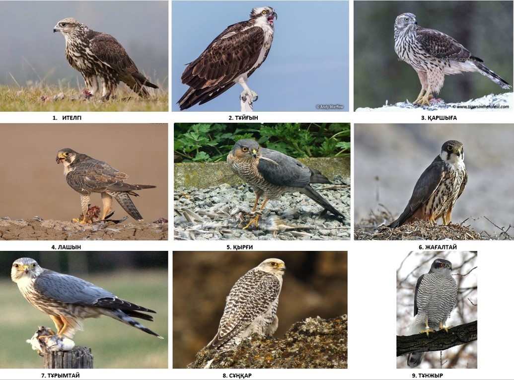 Шәулі қырандар қандай құс?