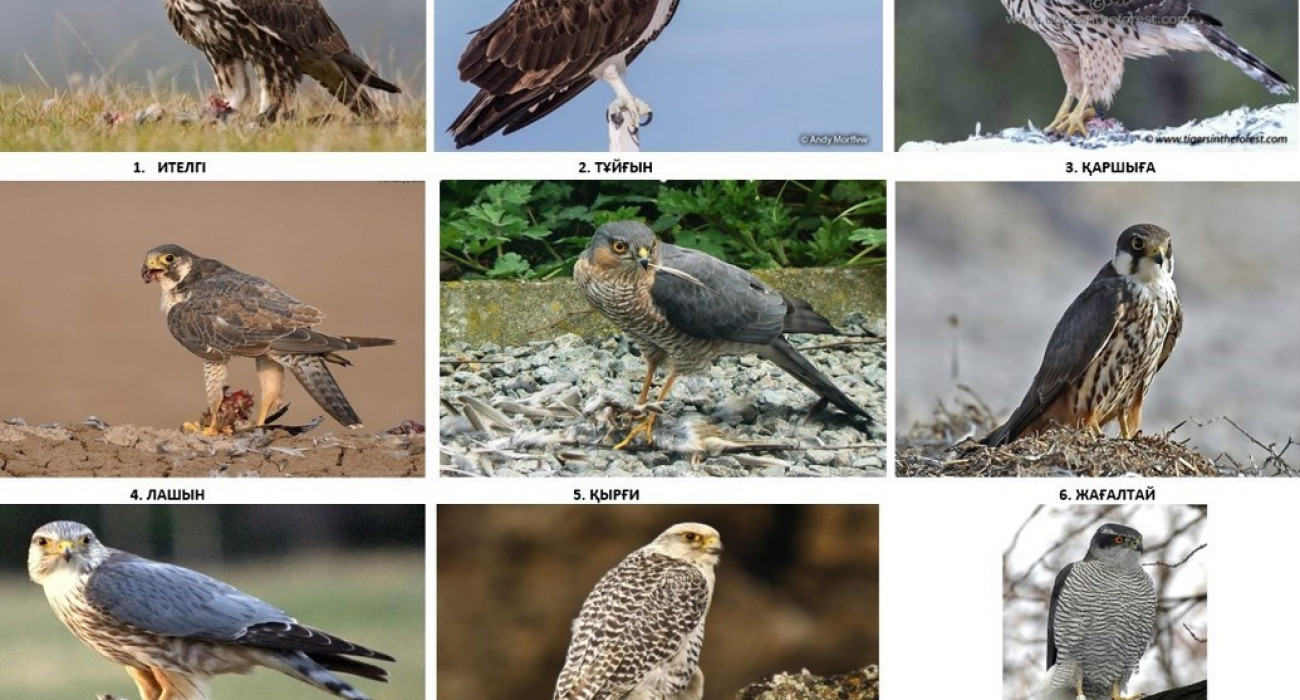 Орыс студенттік секс видео