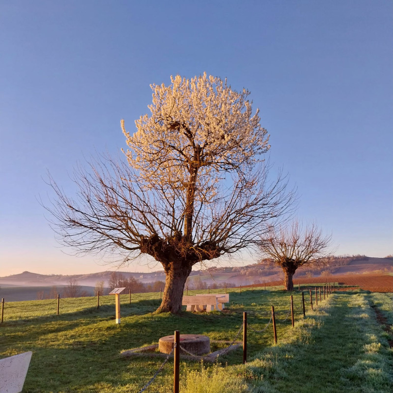 Ғалам ғажаптары: Тамыры тереңге кеткен