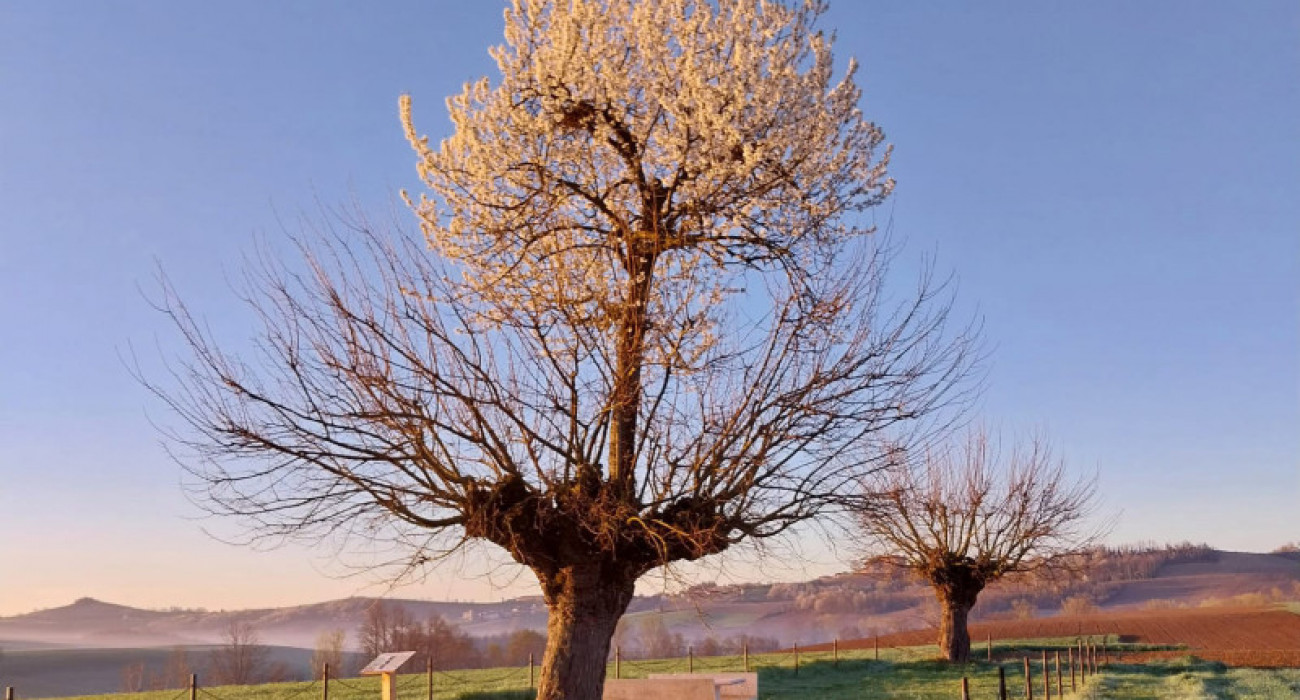 Бакуган сексімен күресу