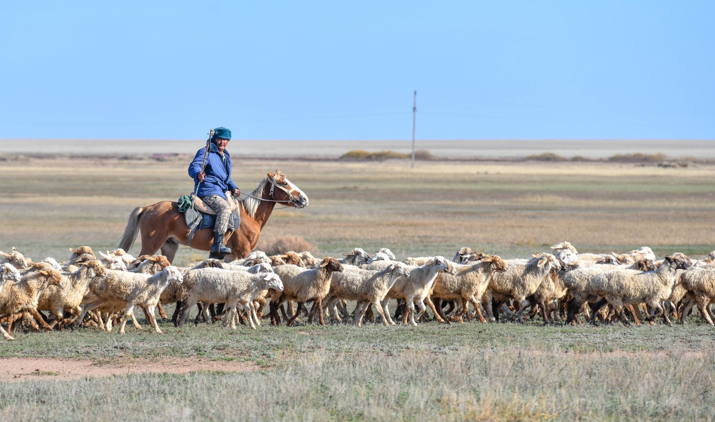 Мал өсірсең, қой өсір...