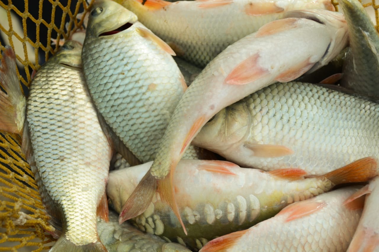 Порно бөксені таяқпен ұру Ол өзінің кискасын және есегін көрсетті.