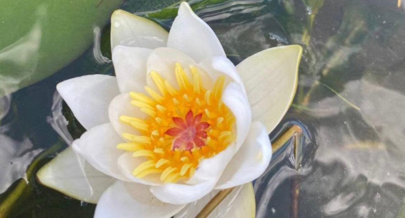 «Интернаттағы дүбір» порнофильмі