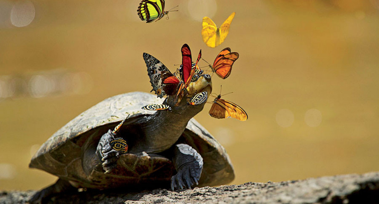 Азиялық емізік порно