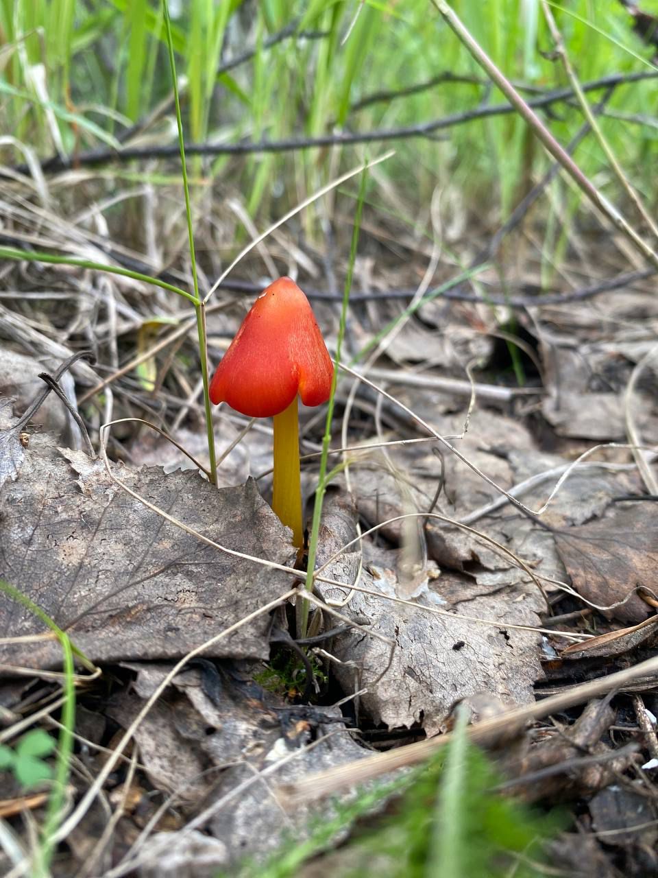 Чита жезөкшелері