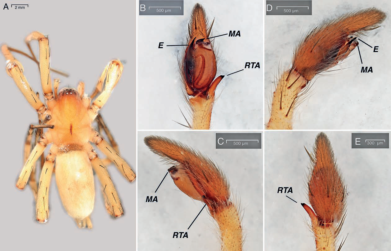 Орыс секс ол кончает сияқты jet