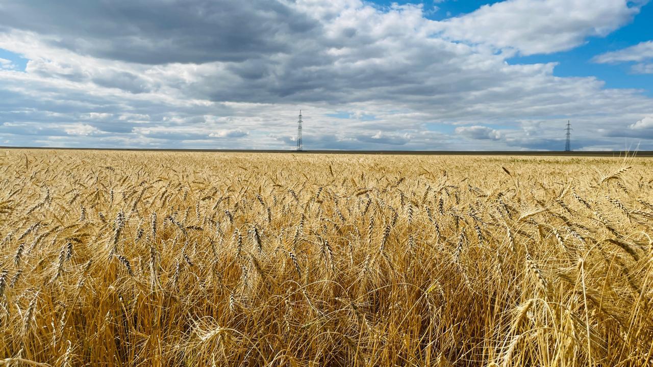 Астықтан рекордтық өнім жиналған өңір анықталды