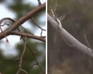 Павлодарда ағаштар бүршік жарды