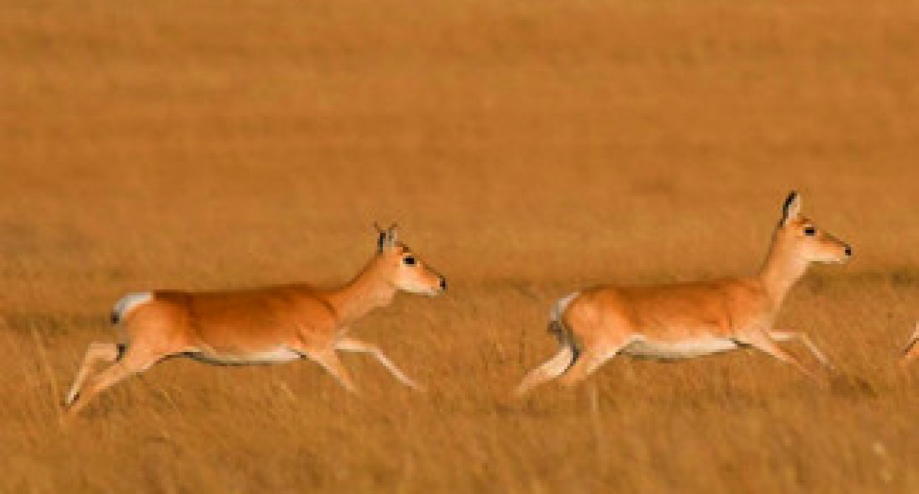 Орыс лесбиянкалық порно онлайн көру