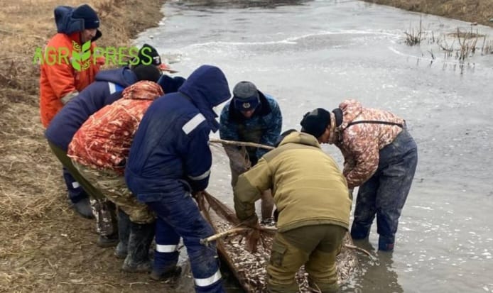 Жайық өзеніне 300 мың балық шабағы жіберілді