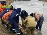 Жайық өзеніне 300 мың балық шабағы жіберілді