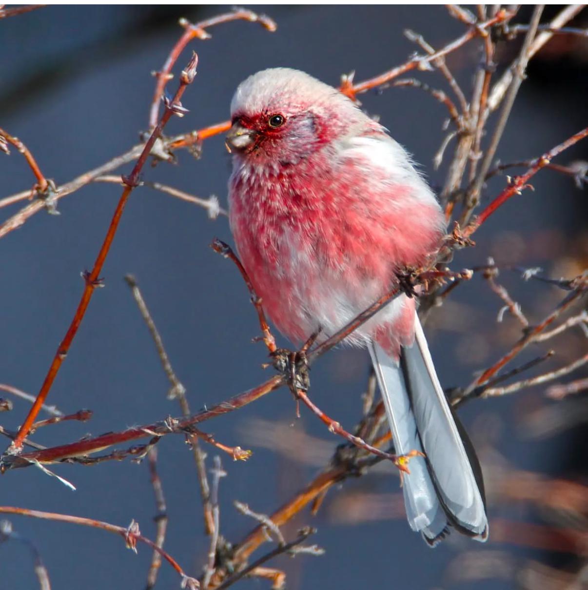 Қанаттылар қорғаны