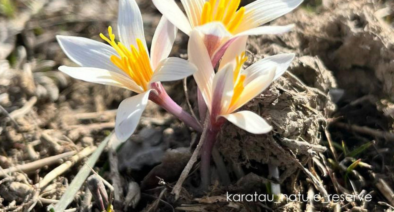 Оксана Акиншинаның қатысуымен порно видео Отандық анальный секс бейнеленген орыс порно