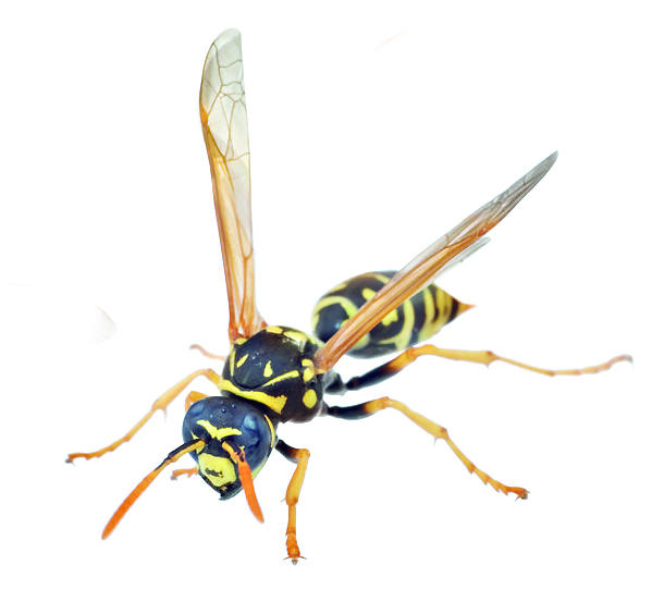 Арақ ішсе, ара да оңбайды