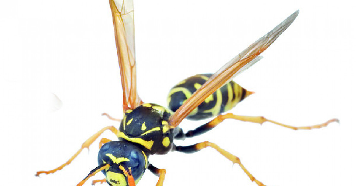 Қара әтеш есекті жыртып тастайды