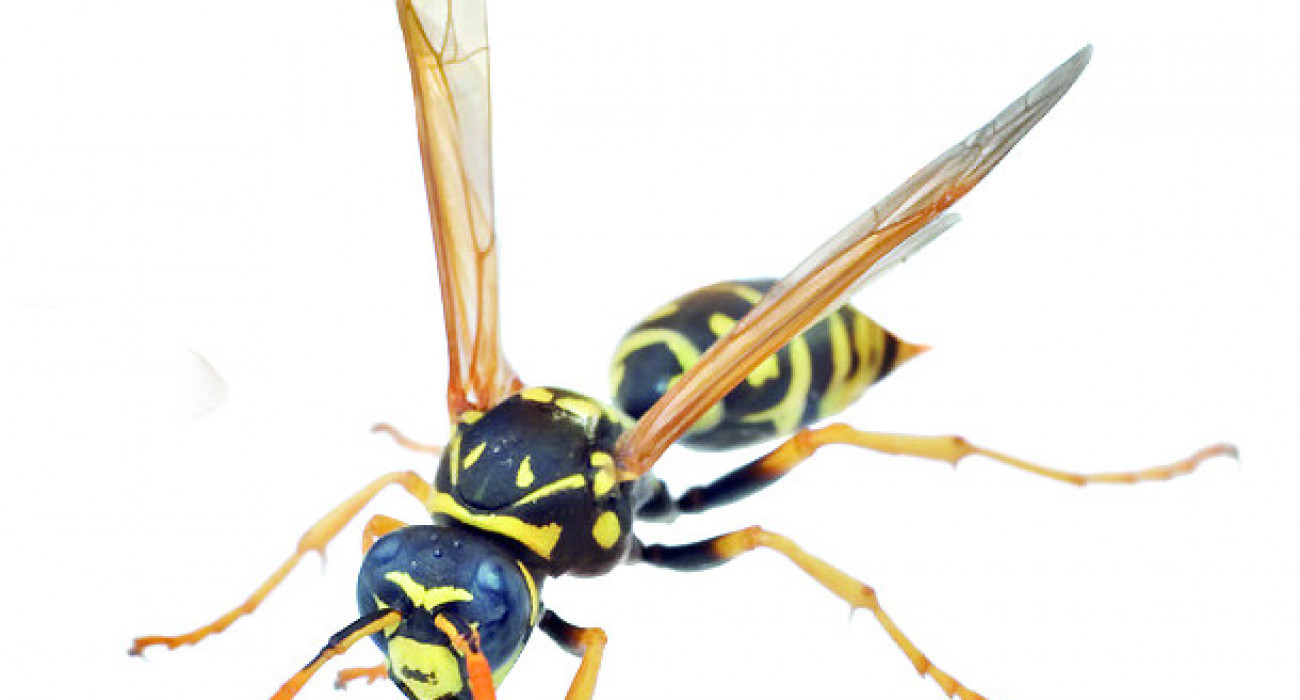 Инктер арасындағы жезөкшелік