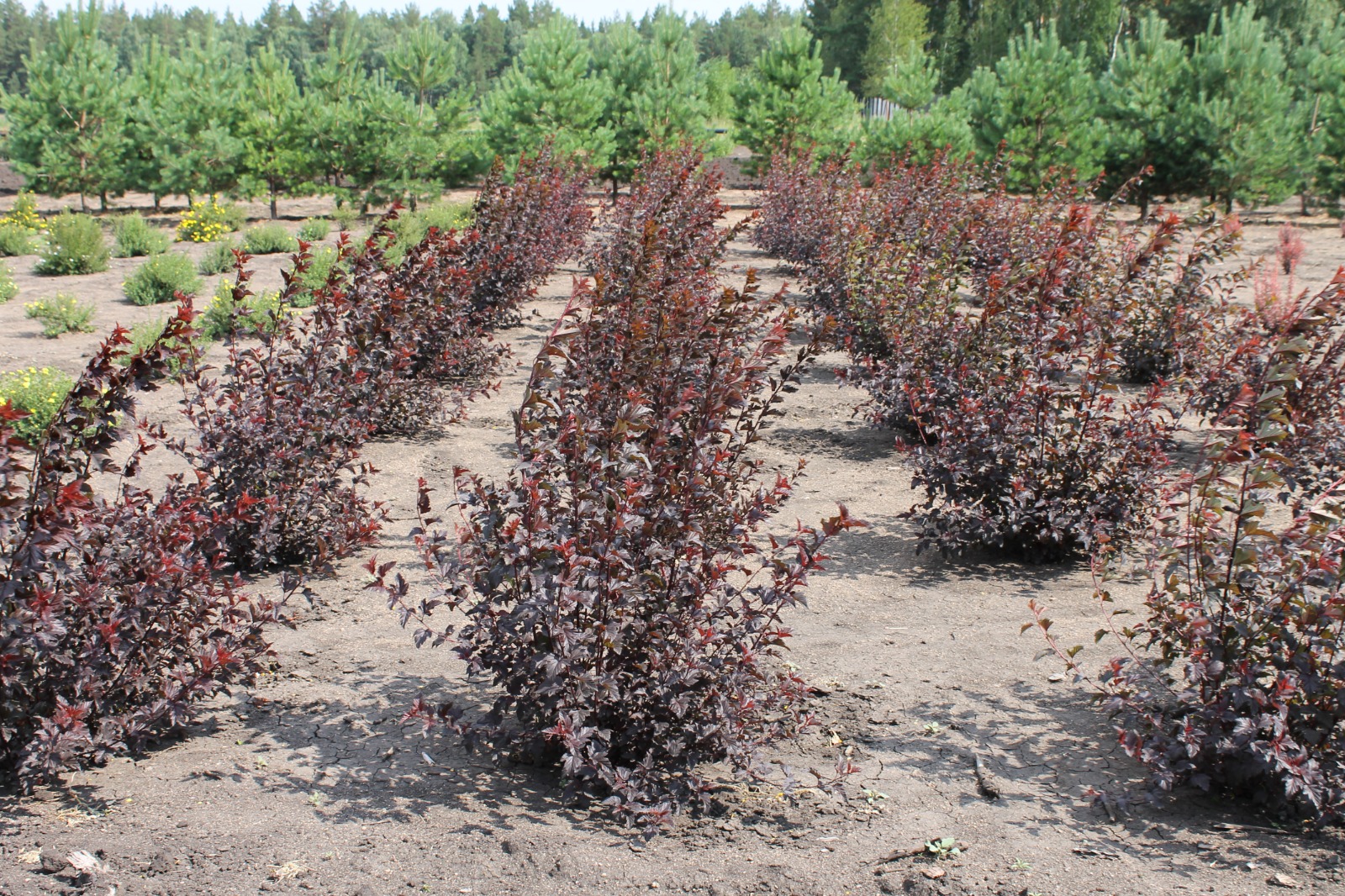 Ағаш егуге дайындық