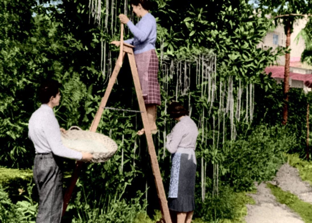 Швейцариядағы «макарон ағашы»