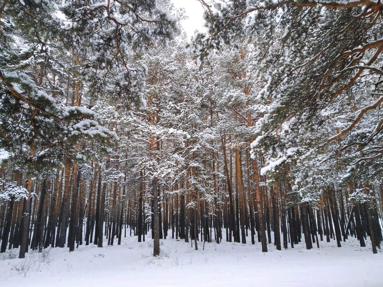 Орманды отау оңай, көркейту қиын