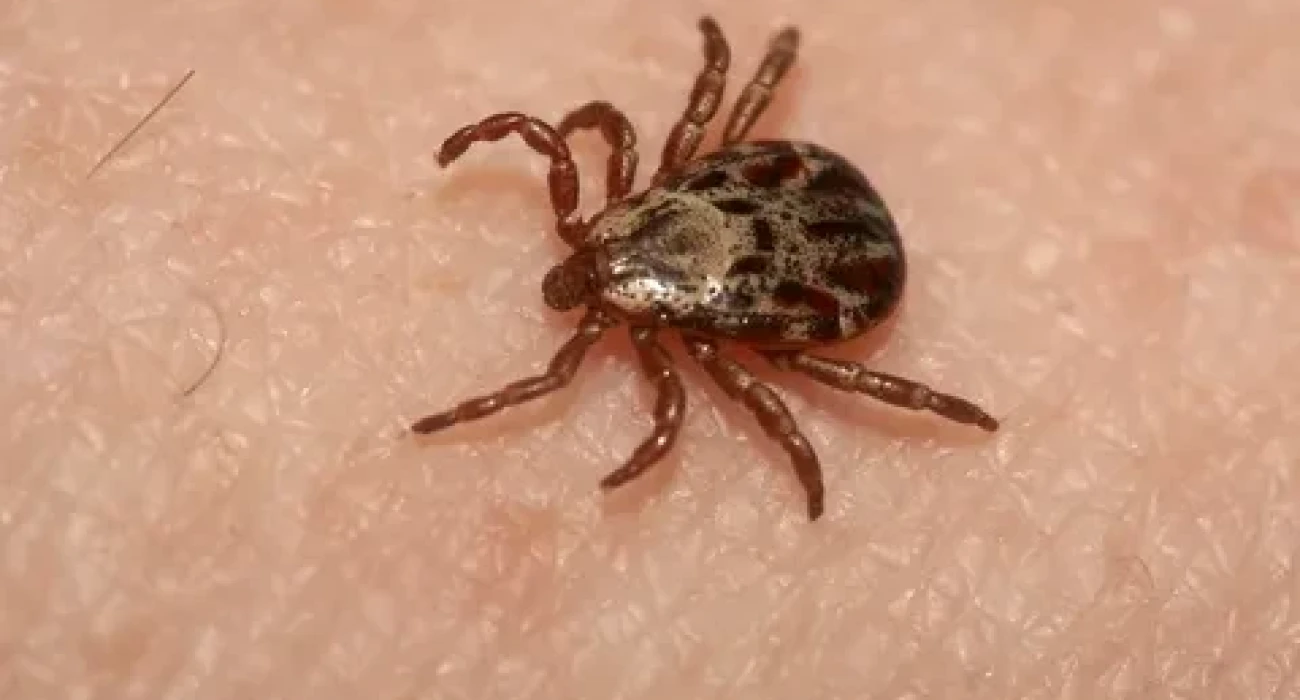 Анна Чернобровина порно