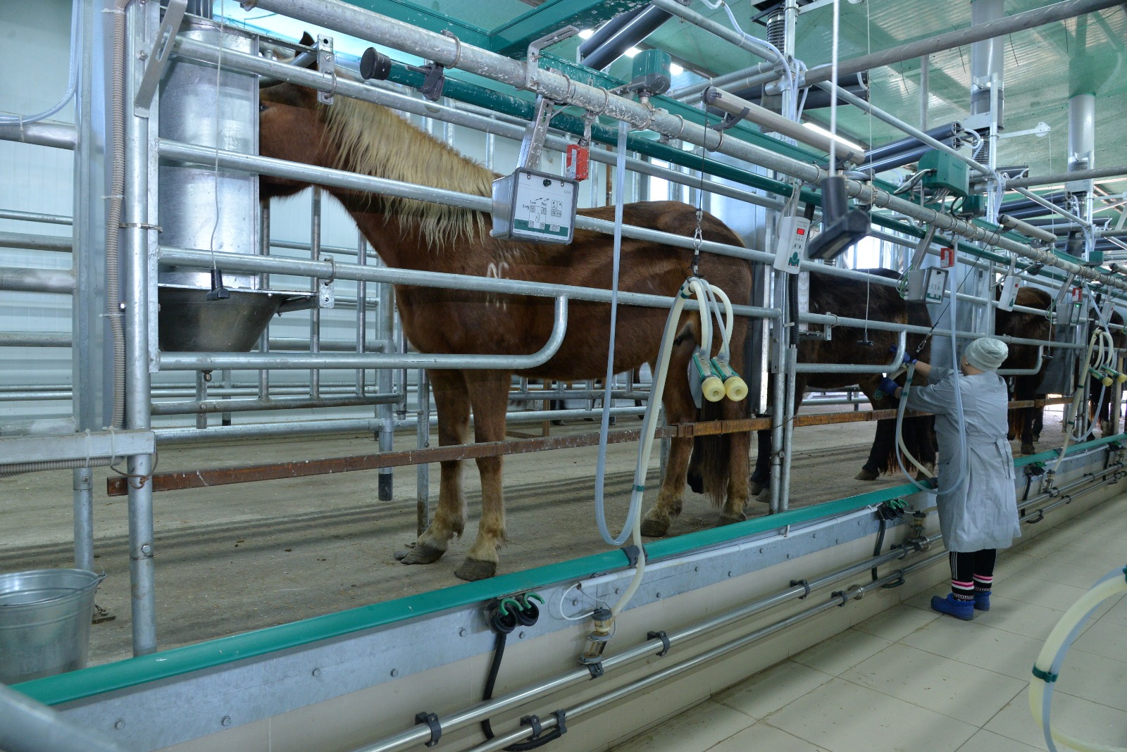 Олямен үйдегі порно видео