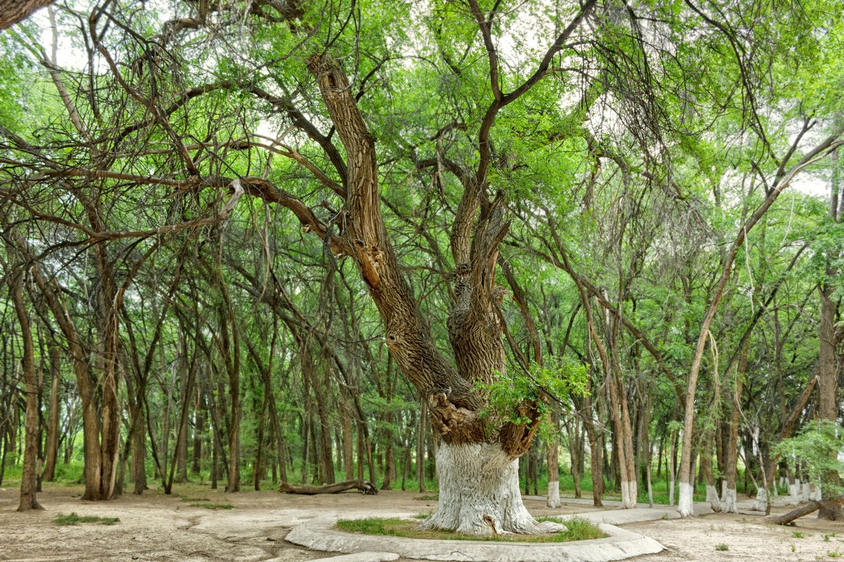 «Орман интернеті»